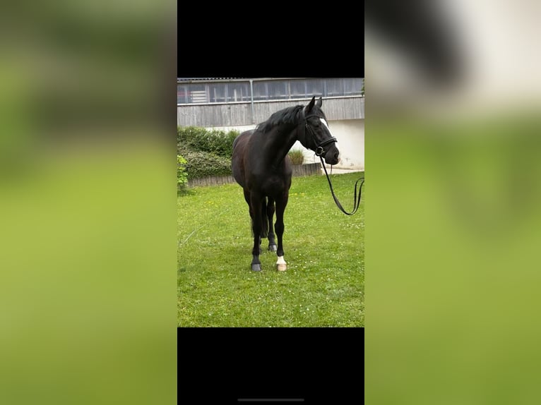 Westfale Wallach 10 Jahre 170 cm Rappe in Ried