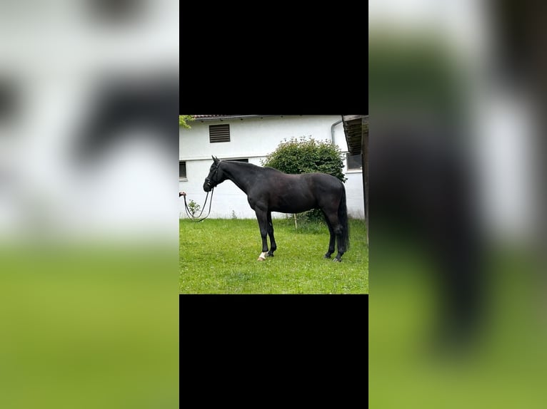 Westfale Wallach 10 Jahre 170 cm Rappe in Ried
