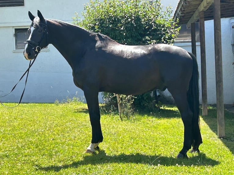 Westfale Wallach 10 Jahre 170 cm Rappe in Ried