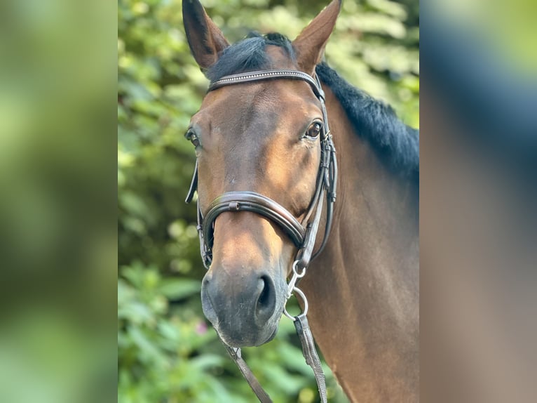 Westfale Wallach 10 Jahre 172 cm Brauner in Salzkotten