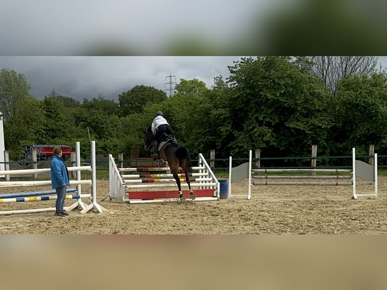 Westfale Wallach 10 Jahre 172 cm Dunkelbrauner in Nachrodt-Wiblingwerde