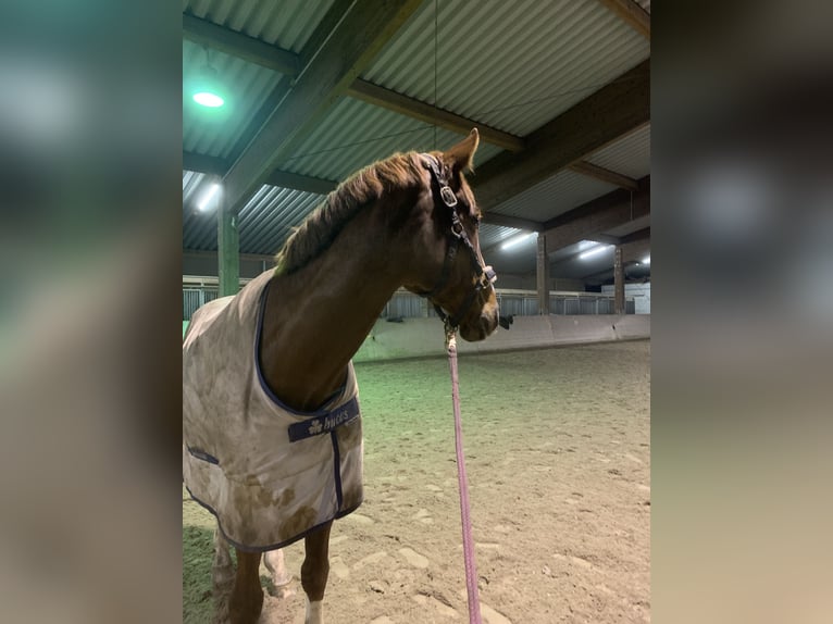 Westfale Wallach 10 Jahre 172 cm Fuchs in Bad Dürkheim