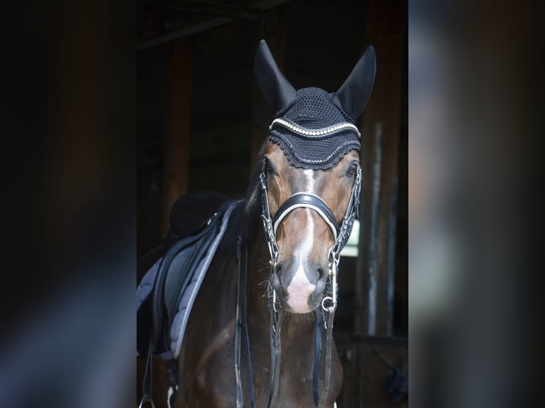 Westfale Wallach 10 Jahre 173 cm Brauner in Crawinkel