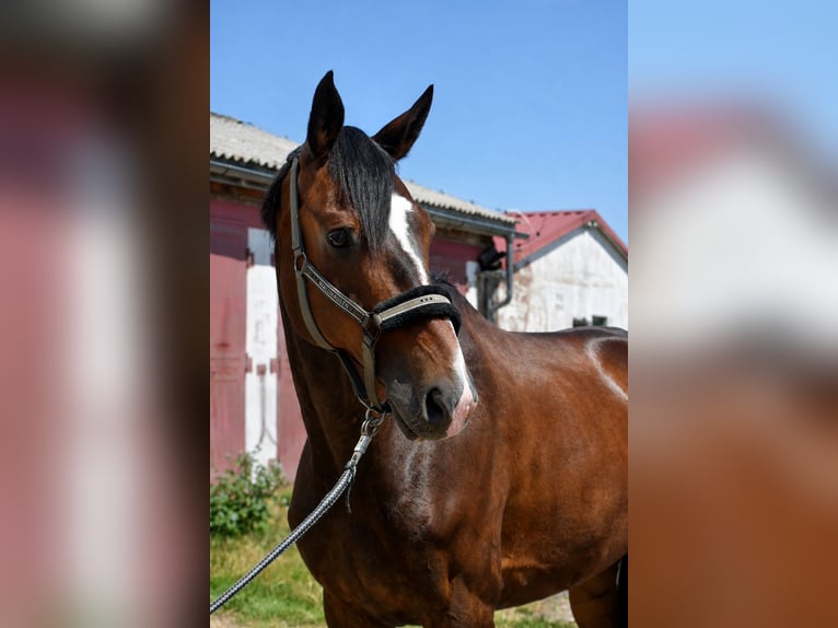 Westfale Wallach 10 Jahre 173 cm Brauner in Crawinkel