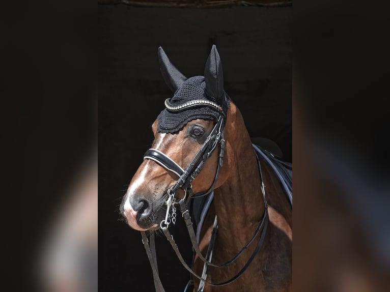 Westfale Wallach 10 Jahre 173 cm Brauner in Crawinkel