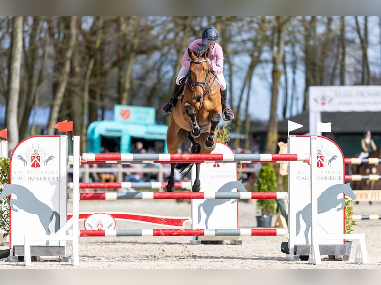 Westfale Wallach 10 Jahre 174 cm Brauner in Ahrensbök