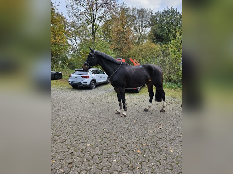 Westfale Wallach 10 Jahre 174 cm Brauner in Elsoff