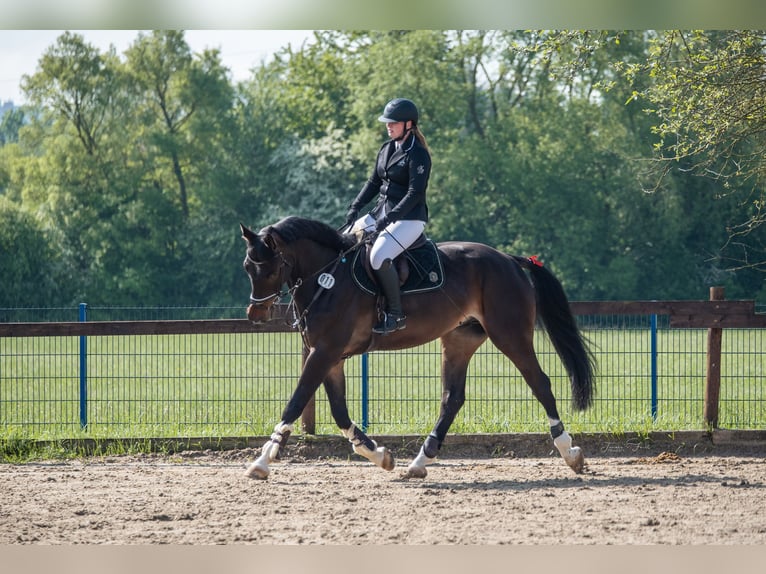Westfale Wallach 10 Jahre 174 cm Brauner in Elsoff