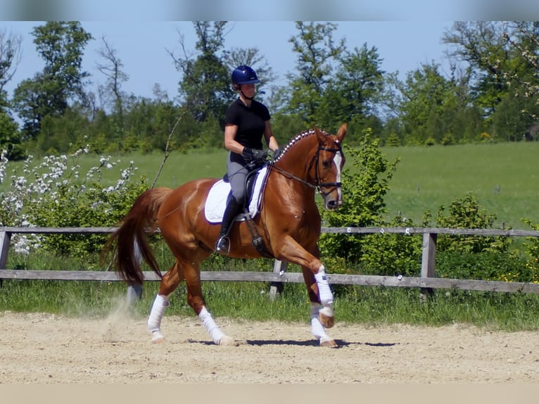 Westfale Wallach 10 Jahre 174 cm Fuchs in Iserlohn