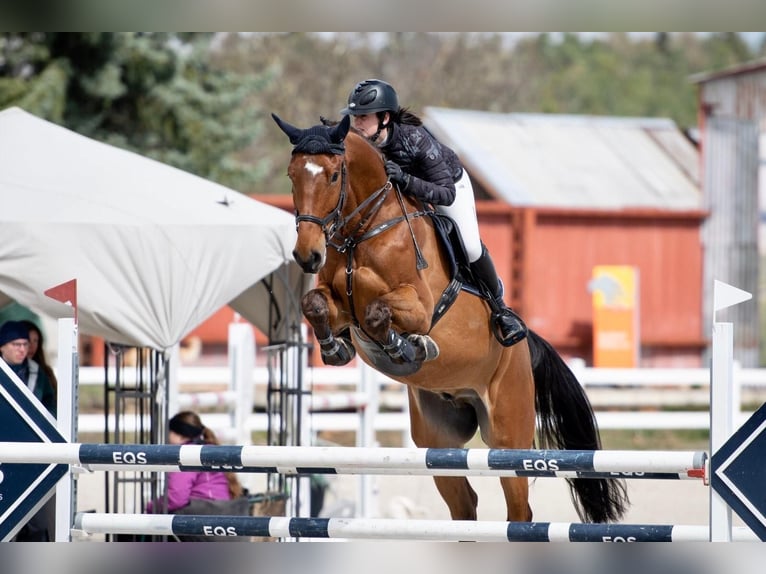 Westfale Wallach 10 Jahre 175 cm Brauner in Créteil