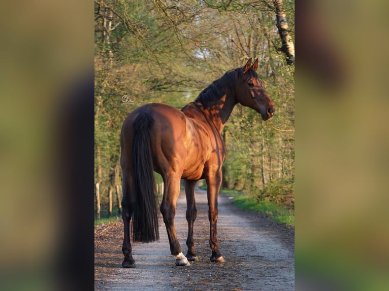 Westfale Mix Wallach 10 Jahre 176 cm Brauner in Roermond