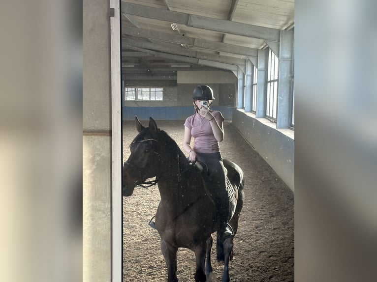 Westfale Mix Wallach 10 Jahre 176 cm Brauner in Roermond