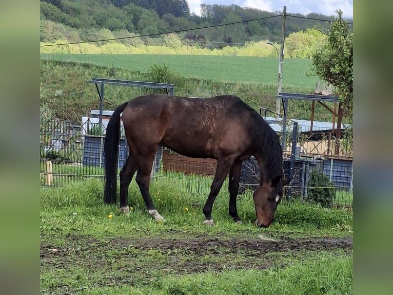 Westfale Wallach 10 Jahre 176 cm Brauner in ArnsbergArnsberg
