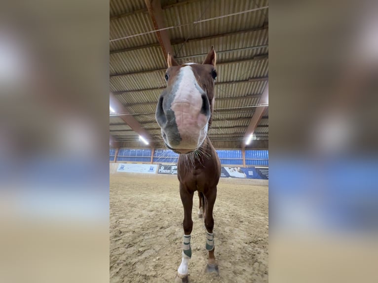 Westfale Wallach 10 Jahre 176 cm Fuchs in Bad Salzuflen