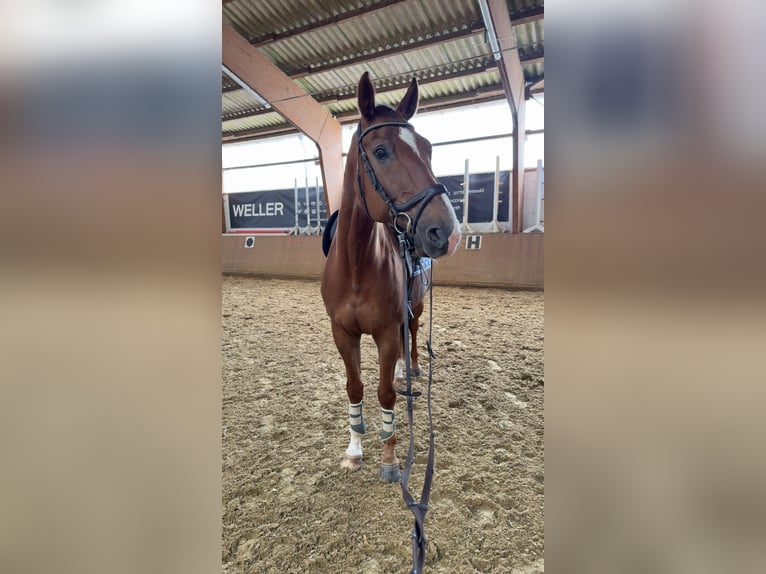 Westfale Wallach 10 Jahre 176 cm Fuchs in Bad Salzuflen