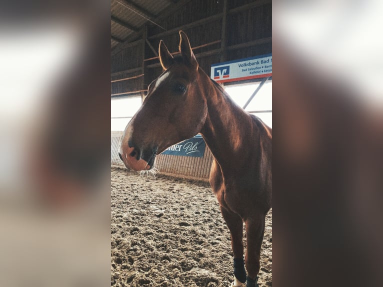 Westfale Wallach 10 Jahre 176 cm Fuchs in Bad Salzuflen