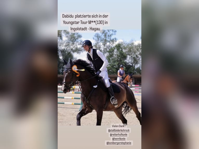 Westfale Wallach 10 Jahre 176 cm Schwarzbrauner in Mainburg