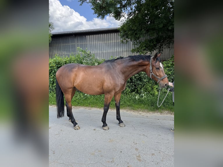 Westfale Wallach 10 Jahre 178 cm Dunkelbrauner in Dormagen