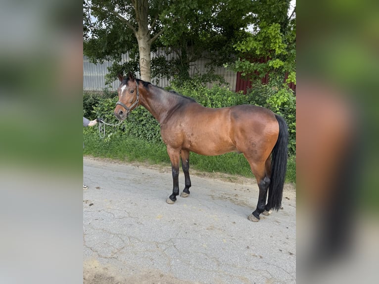 Westfale Wallach 10 Jahre 178 cm Dunkelbrauner in Dormagen