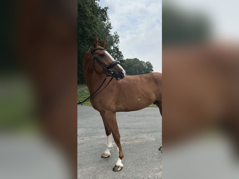 Westfale Wallach 10 Jahre 178 cm Fuchs in Dülmen