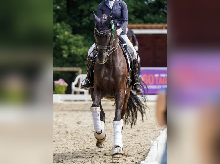 Westfale Wallach 10 Jahre 178 cm Rappe in Ennepetal