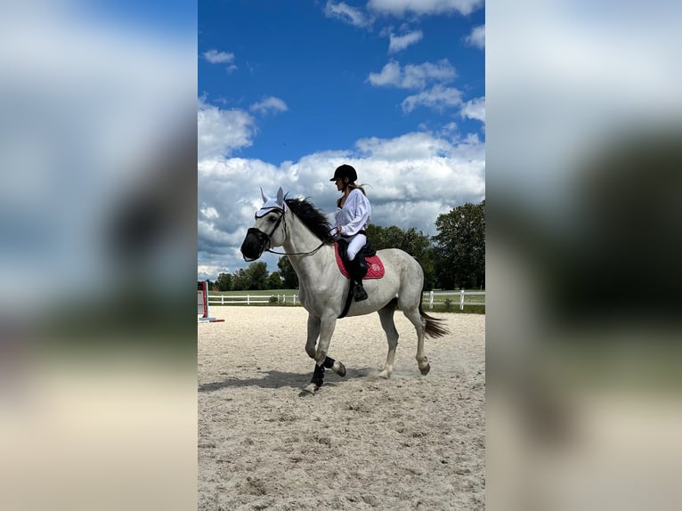 Westfale Wallach 10 Jahre 178 cm Schimmel in Olsztyn