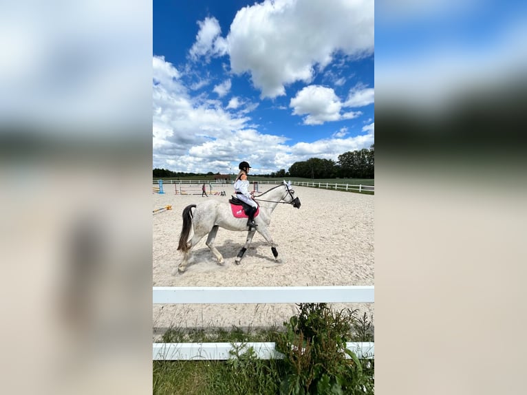 Westfale Wallach 10 Jahre 178 cm Schimmel in Olsztyn