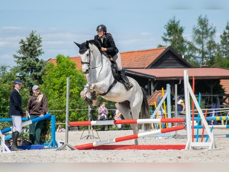 Westfale Wallach 10 Jahre 178 cm Schimmel in Olsztyn