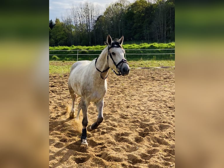 Westfale Wallach 10 Jahre 178 cm Schimmel in Olsztyn