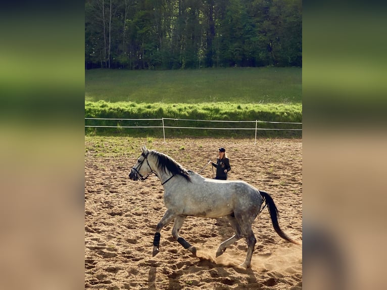 Westfale Wallach 10 Jahre 178 cm Schimmel in Olsztyn