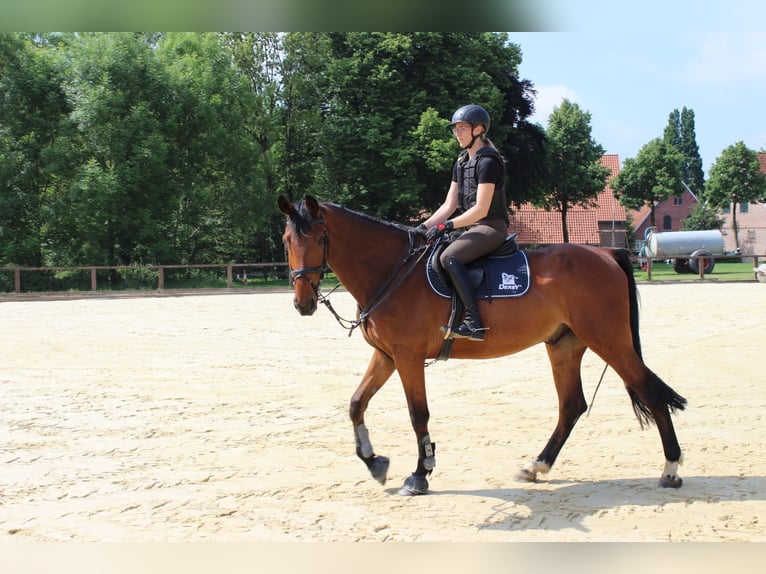 Westfale Wallach 10 Jahre 180 cm Brauner in SendenhorsT