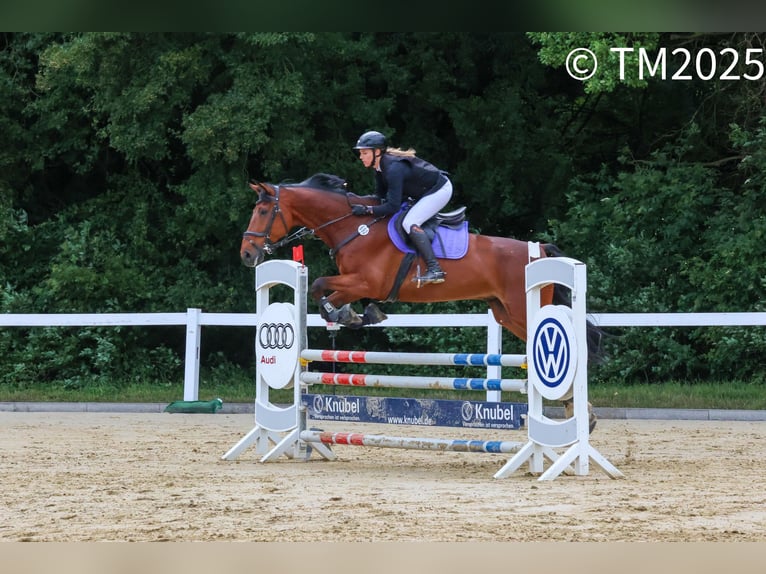 Westfale Wallach 10 Jahre 180 cm Brauner in SendenhorsT