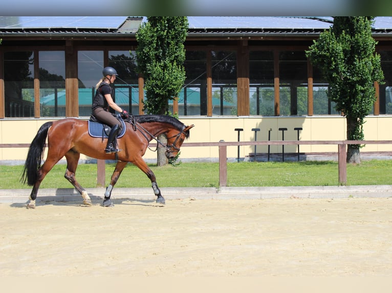 Westfale Wallach 10 Jahre 180 cm Brauner in SendenhorsT