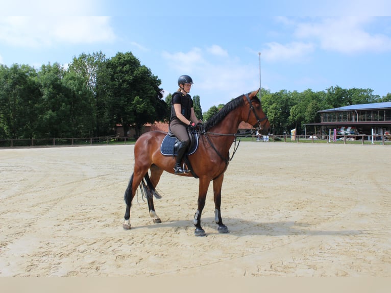 Westfale Wallach 10 Jahre 180 cm Brauner in SendenhorsT