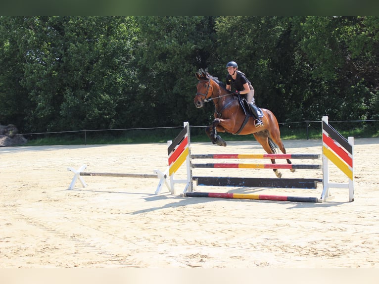 Westfale Wallach 10 Jahre 180 cm Brauner in SendenhorsT