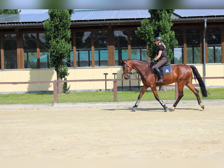 Westfale Wallach 10 Jahre 180 cm Brauner in SendenhorsT