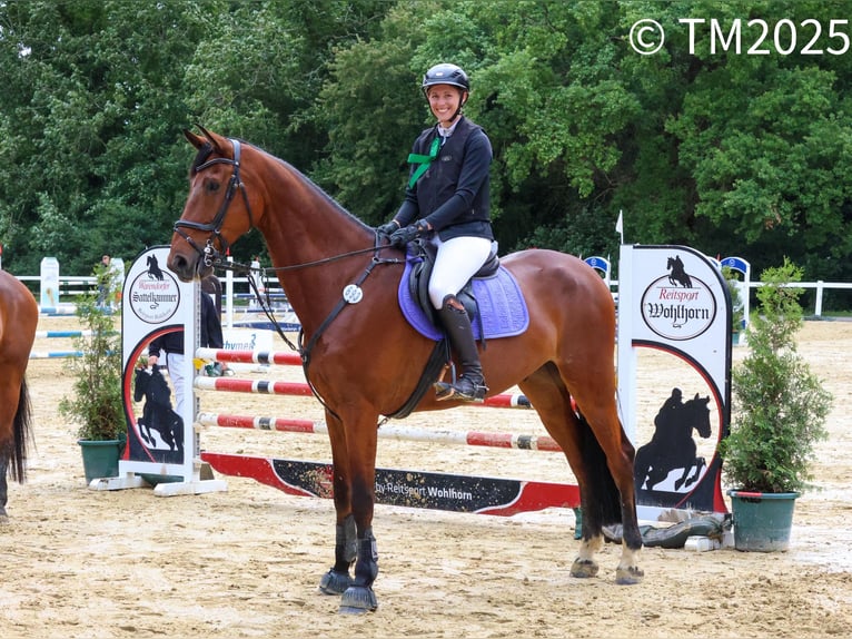 Westfale Wallach 10 Jahre 180 cm Brauner in SendenhorsT
