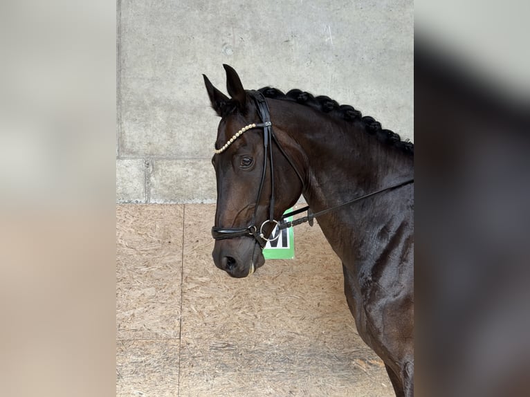 Westfale Wallach 10 Jahre 180 cm Dunkelbrauner in Tuntenhausen