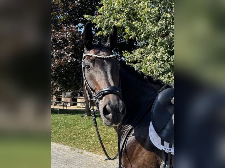 Westfale Wallach 10 Jahre 180 cm Dunkelbrauner in Tuntenhausen
