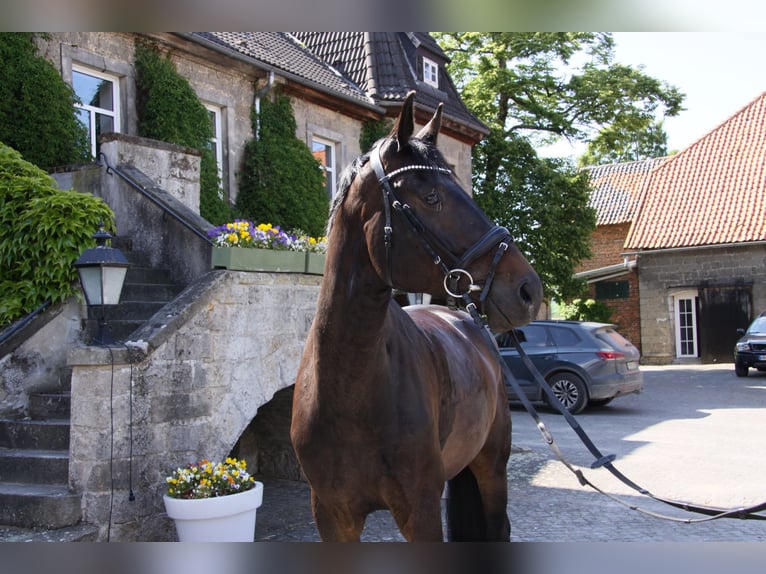 Westfale Wallach 10 Jahre 180 cm Schwarzbrauner in Tuntenhausen