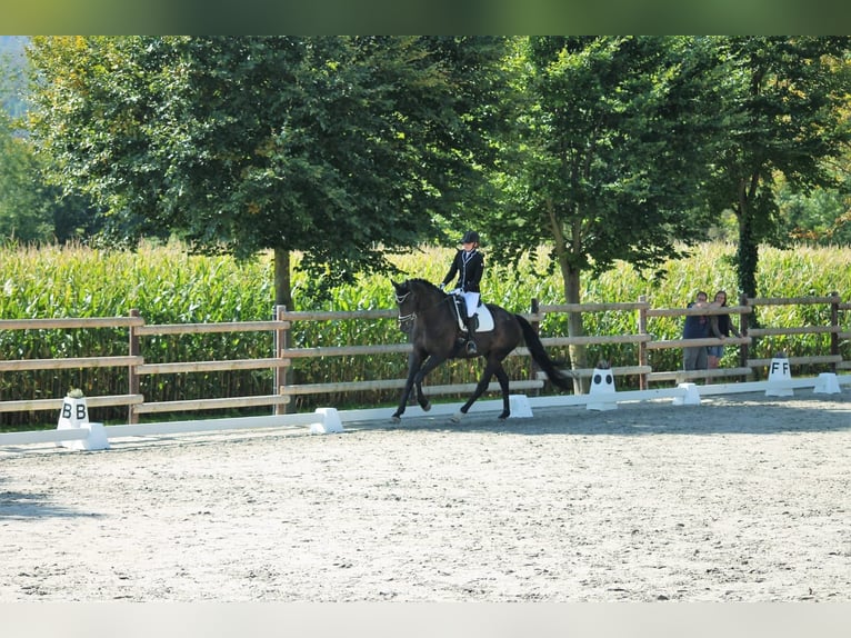 Westfale Wallach 10 Jahre 180 cm Schwarzbrauner in Tuntenhausen