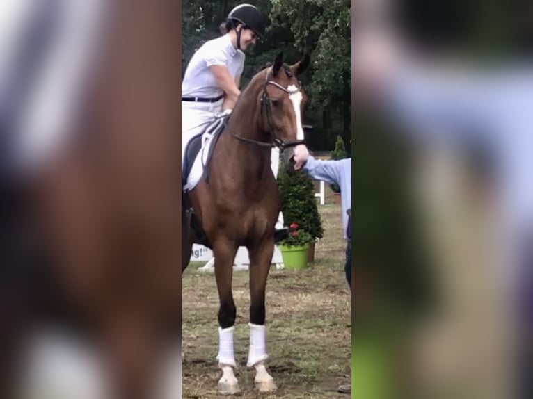 Westfale Wallach 10 Jahre 184 cm Brauner in Nordwalde