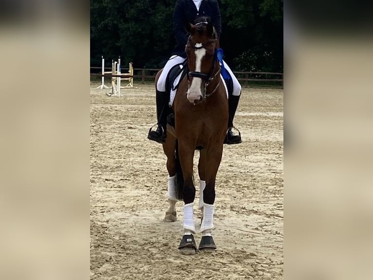 Westfale Wallach 10 Jahre 184 cm Brauner in Nordwalde