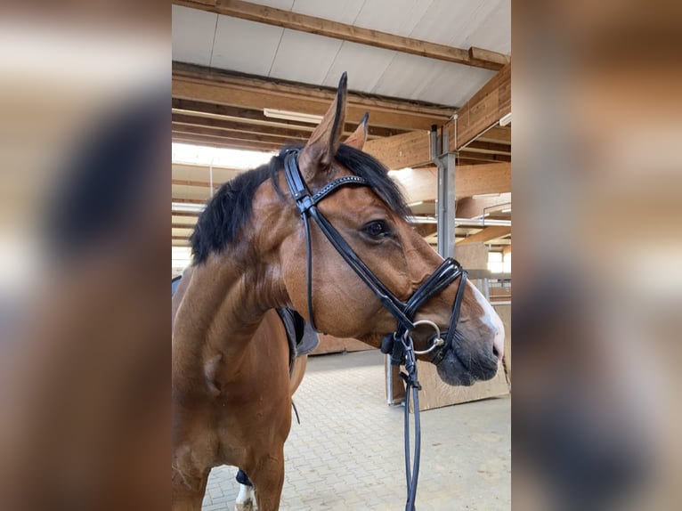Westfale Wallach 10 Jahre 184 cm Brauner in Nordwalde