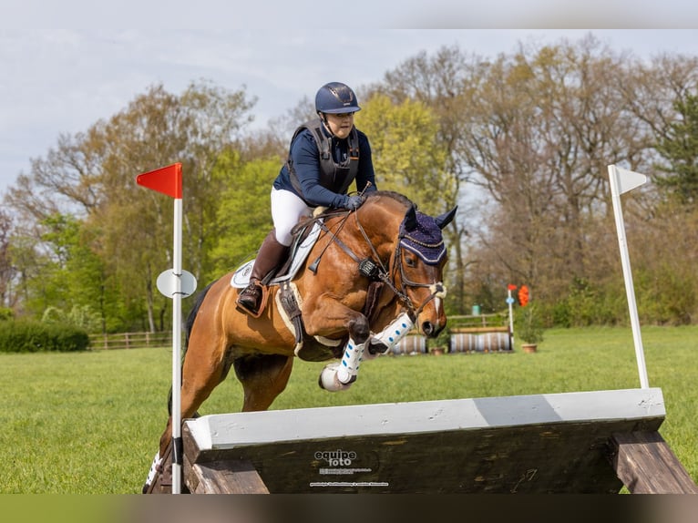Westfale Wallach 11 Jahre 160 cm Brauner in Witten