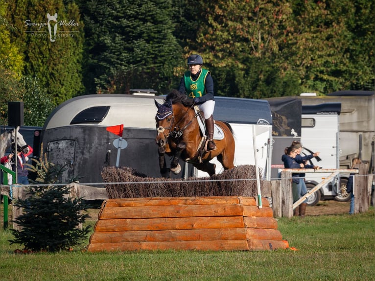Westfale Wallach 11 Jahre 160 cm Brauner in Witten
