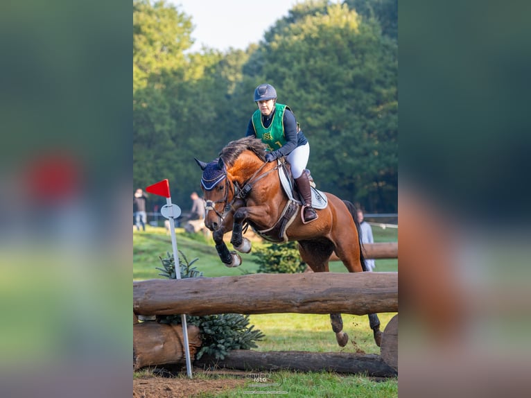 Westfale Wallach 11 Jahre 160 cm Brauner in Witten