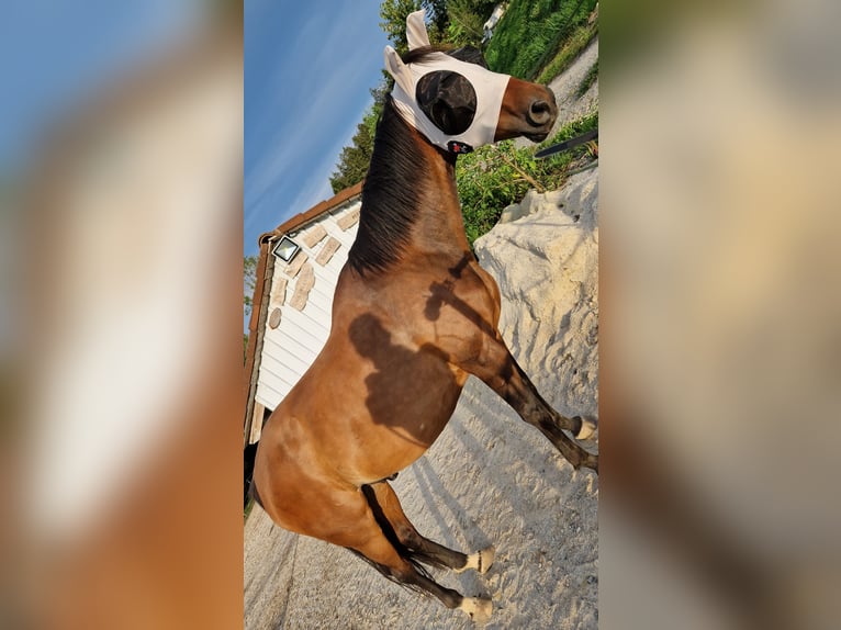 Westfale Wallach 11 Jahre 161 cm Dunkelbrauner in Hutthurm