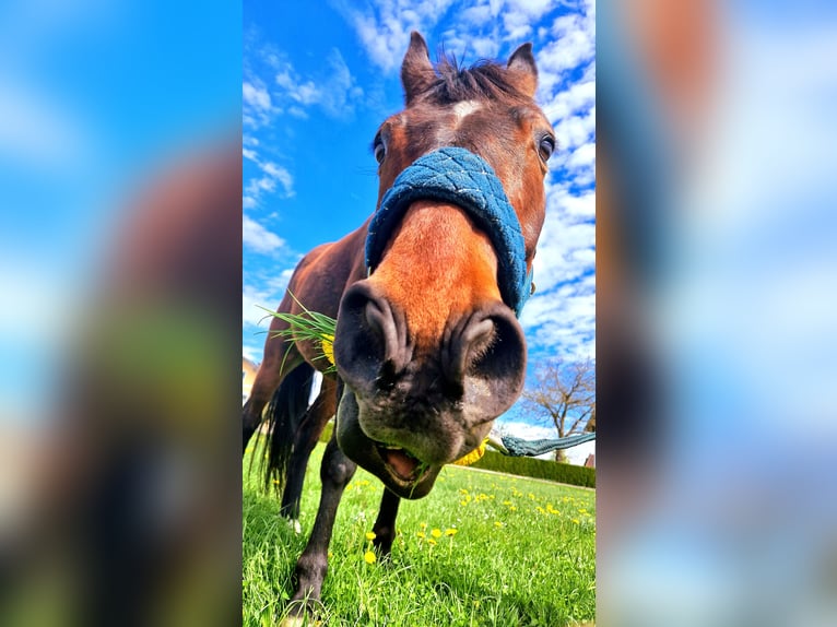 Westfale Wallach 11 Jahre 161 cm Dunkelbrauner in Hutthurm