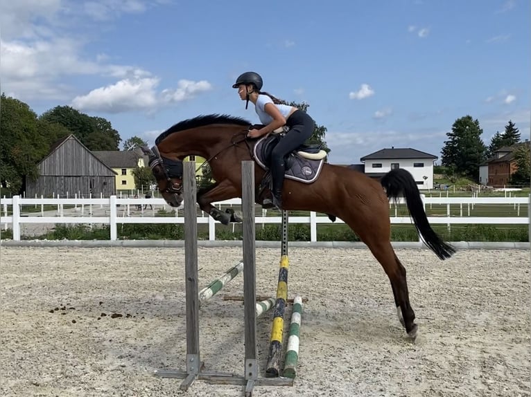 Westfale Wallach 11 Jahre 163 cm Brauner in St. Pölten